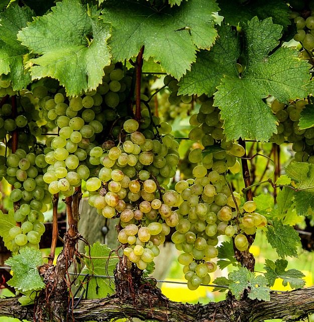 viognier-grapes-188185_640.jpg